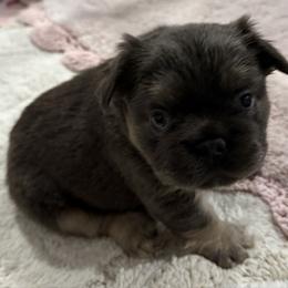 Larkin - Blue female French Bulldog puppy in Greenville, Texas from Lovey’s Frenchies