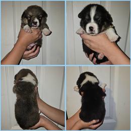 Labrador Retriever and Pembroke Welsh Corgi Puppies from Moonlight Kennels