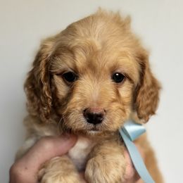 Oakley - Apricot male Cavapoo puppy in Ville Platte, Louisiana from The Barkery