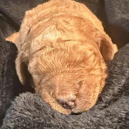 Nectar - Red female Bernedoodle puppy in Mint Hill, North Carolina from Ball-Y-Hoo Bernedoodles