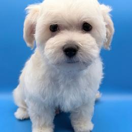 Simon - White and lemon male Morkie puppy in Flagler Estates, Florida from Fiesta Pups
