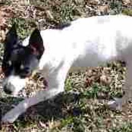 Toy Fox Terriers from Shyanns Toy Fox Terriers