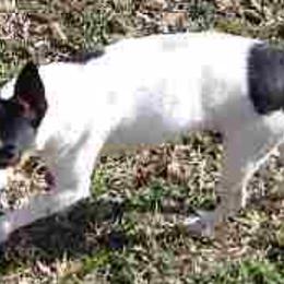 Toy Fox Terriers from Shyanns Toy Fox Terriers