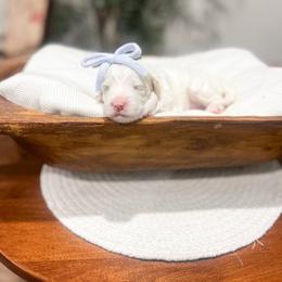 Blessing - Parti female Goldendoodle puppy in Sulphur, Louisiana from Curly Q’s Of Carlyss