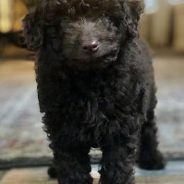 Aussiedoodle Puppies from Little Wonders Aussiedoodles