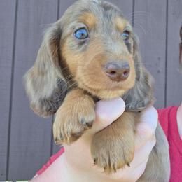 Tow Mater - Dapple male Dachshund puppy in Lewiston, Idaho from Farmhouse Dachshunds
