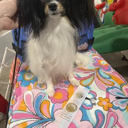 Papillon All Grown Up from DejaVu Papillons
