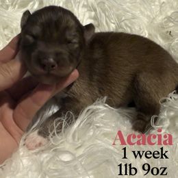 Acacia - Red and white female Siberian Husky puppy in Florence, Kentucky from Moonlight Howl Huskies