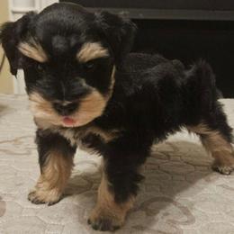 Beaux 7 weeks - Black and silver male Miniature Schnauzer puppy in Lumberton, Texas from 1 Smart Choice Schnauzers Babies