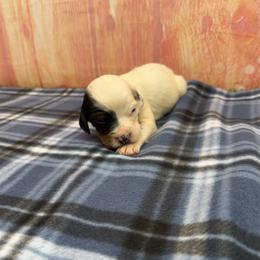 Cash - Blue belton and tan (tri-color) male English Setter puppy in Rogers, Ohio from StoneyBrook Setters