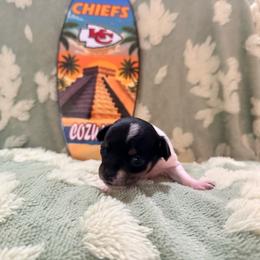Siren - Black and white female Chihuahua puppy in Seneca, Missouri from Stephanie’s Puppy Colony