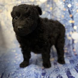 Snoopy - Black male Mudi puppy in Central, South Carolina from Ewenique Kennels