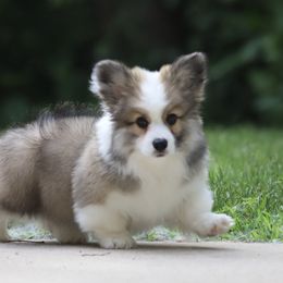 Pembroke Welsh Corgi Puppies from Cosmere Corgis