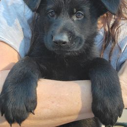 German Shepherd Puppies from Inferno Shepherds