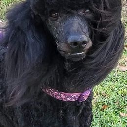 Poodles from Mickie Naszcyniec