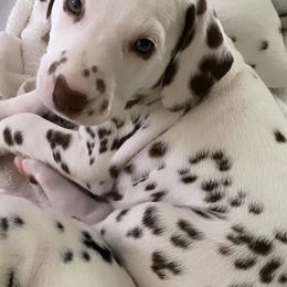 Dalmatian Puppies from Whispered Spots Dalmatians