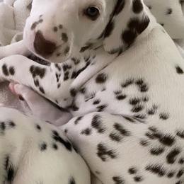 Dalmatian Puppies from Whispered Spots Dalmatians