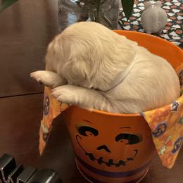 Golden Retriever Puppies from Tupelo Honey Farm's Golden Retrievers