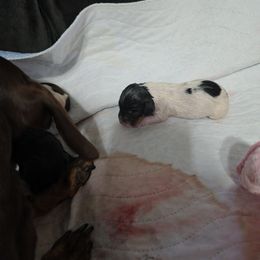 Sparkle is a black piebald - Piebald female Dachshund puppy in Oklahoma City, Oklahoma from Hamm Weenies  AKC (Dachshunds)