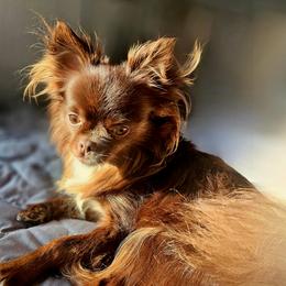 Alenka - Chihuahua