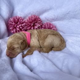 Bernedoodle and Labradoodle Puppies from Royal Doodles