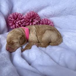 Bernedoodle and Labradoodle Puppies from Royal Doodles