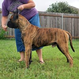 Bullmastiff Puppies from Watchman Kennels