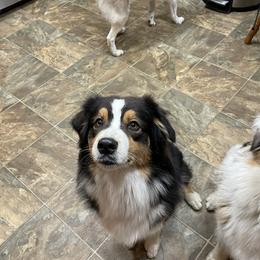 Melee - Australian Shepherd