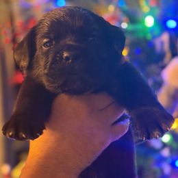 Yellow - Black male Cane Corso puppy in Opelousas, Louisiana from Azelees Cane Corso