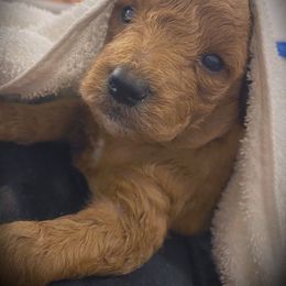 Goldendoodle Puppies from OodlesODoodles