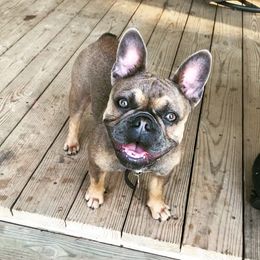 Kenna - French Bulldog