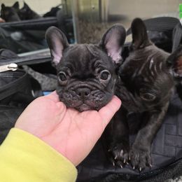 Remi - Brindle female French Bulldog puppy in Asheville, North Carolina from MTO KENNELS