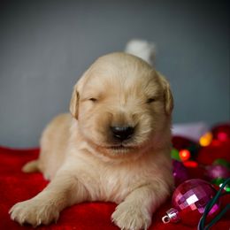 Last Pick Male - Golden male Golden Retriever puppy in Mc Arthur, California from California Golden Love