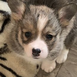 Pembroke Welsh Corgi Puppies from Off Road Ranch Corgis