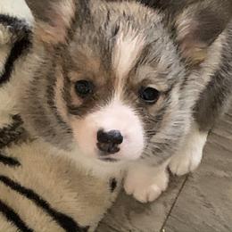 Pembroke Welsh Corgi Puppies from Off Road Ranch Corgis