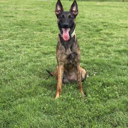 Skyra - Dutch Shepherd