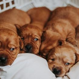 Labrador Retriever Puppies from Landon J Farms Labrador Retrievers