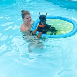 Doberman Pinscher Puppies from Imperium Dobermann Kennel