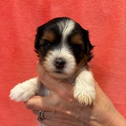 Ember - Black tan and white female Biewer Terrier puppy in Philipsburg, Pennsylvania from Happy Valley Biewer Terriers