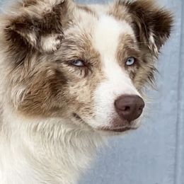 Jolene - Miniature Australian Shepherd