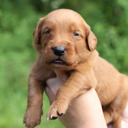 4th choice - Dark golden male Golden Retriever puppy in Lucasville, Ohio from Trusting Hearts Kennel