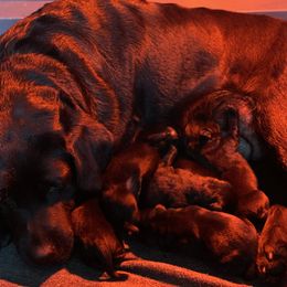 Labrador Retriever Puppies from One Willow Labradors