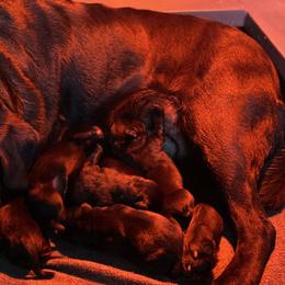Labrador Retriever Puppies from One Willow Labradors