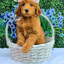 Gracie's Light Pink Girl - Red  female Goldendoodle puppy in Kountze, Texas from Texas Doodles LLC