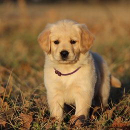 Golden Retriever Puppies from Golden Barnes Kennel