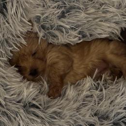Scooter - Gold male Yorkshire Terrier puppy in Forest, Virginia from Forest Yorkies