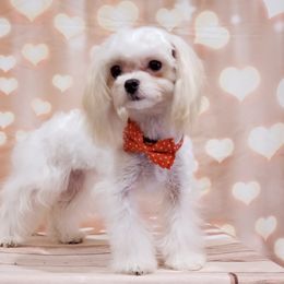 Tutti Frutti - Parti female Maltipoo puppy in Mckinney, Texas from 5 Alarm LUA Dalmatians & Bling Tiny Doodles