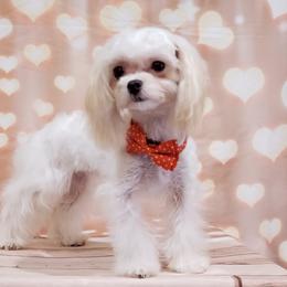 Tutti Frutti - Parti female Maltipoo puppy in Mckinney, Texas from 5 Alarm LUA Dalmatians & Bling Tiny Doodles
