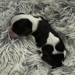 Daphne - Tri-color female Cavalier King Charles Spaniel puppy in Eastvale, California from Furever After Cavaliers
