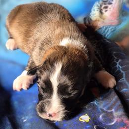 Miss Ella - Sable female Pembroke Welsh Corgi puppy in Checotah, Oklahoma from Skoal Creek Corgi's